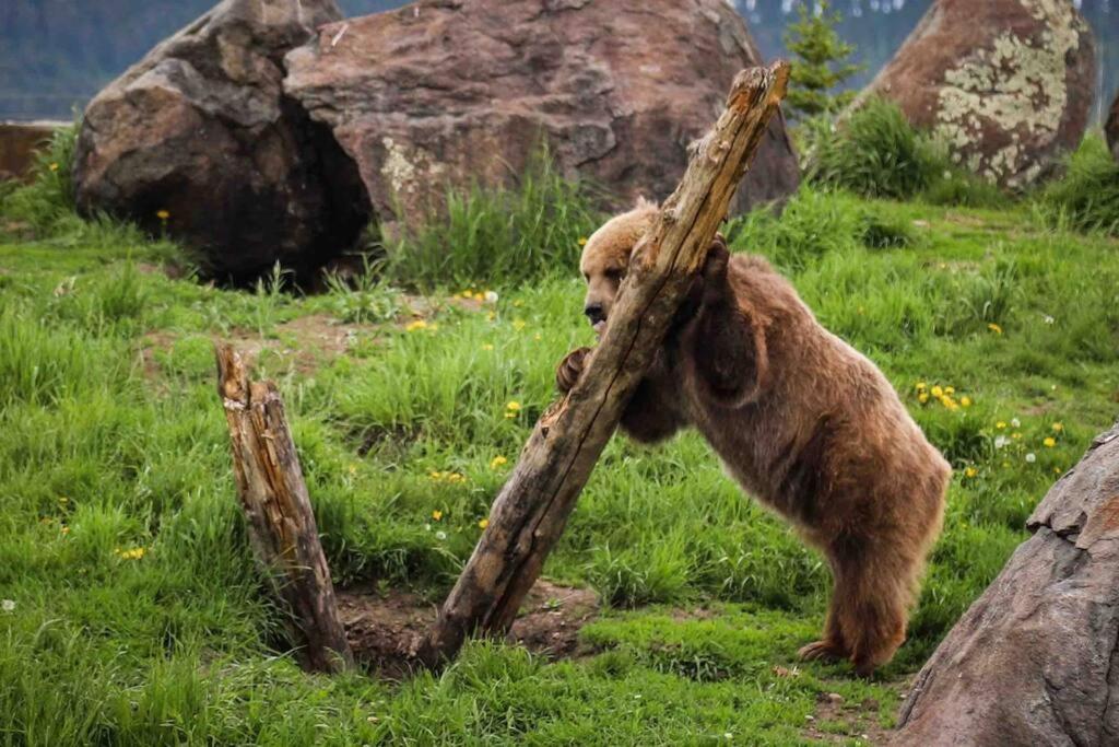 Grandma's In The Woods. Yellowstone * Island Park